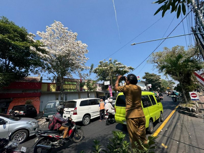 Tabebuya Mulai Mekar, Percantik Jalan Jenderal Sudirman
